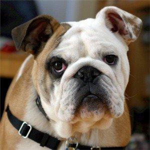 Bulldog Inglese carattere e prezzo – Razze Cani bulldog inglese