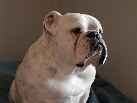 Bulldog Inglese carattere e prezzo – Razze Cani bulldog inglese