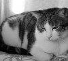 Lebbra felina: sintomi, diagnosi e terapia Lebbra felina: sintomi, diagnosi e terapia