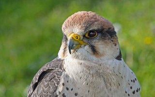 Guarire il falco peregrinus. Fauna selvatica e omeopatia falco
