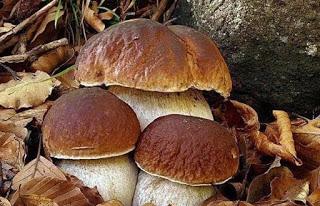Mangiare funghi conserva la mente giovane Mangiare funghi conserva la mente giovane