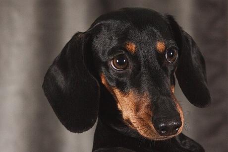 Bassotto, carattere e prezzo – Razze di Cane bassotto
