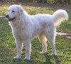 Pastore Maremmano: carattere e prezzo – Razze cani Razze cani: il cane Pastore Maremmano carattere e prezzo