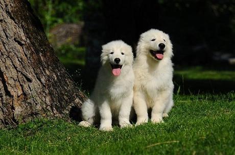 Pastore Maremmano: carattere e prezzo – Razze cani Razas de Perros: Pastor maremmano abruces caracteristicas