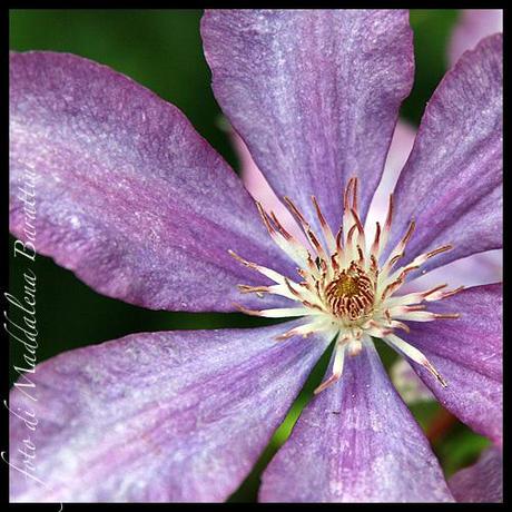 Clematis Doroty Walton