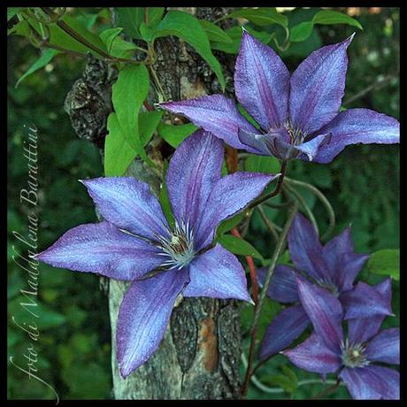 Clematis Doroty Walton