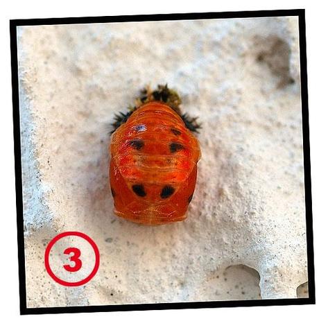 coccinella