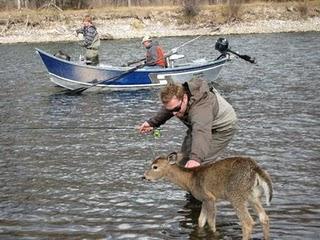 IL GIOVANE CERVO E I PESCATORI...AMICI