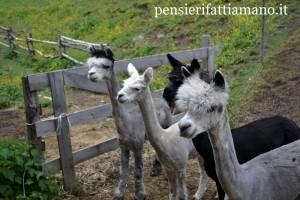 Alpaca: una visita all’Alpacas Val Gardena