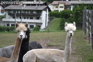 Alpaca: una visita all’Alpacas Val Gardena