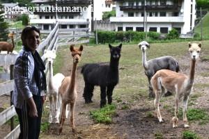 Alpaca: una visita all’Alpacas Val Gardena