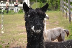 Alpaca: una visita all’Alpacas Val Gardena