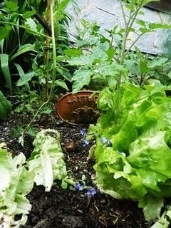 Le lumache ti rosicchiano la lattuga nell’orto