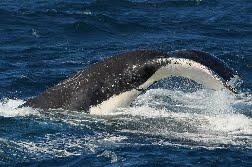 Singolare caccia alle balene in Australia