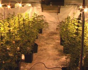 TRAPPETO, la finanza scopre una piantagione di marijuana. Estirpate 100 piante