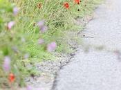 Country Road