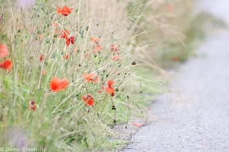 Country Road