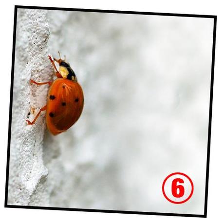 metamorfosi della coccinella