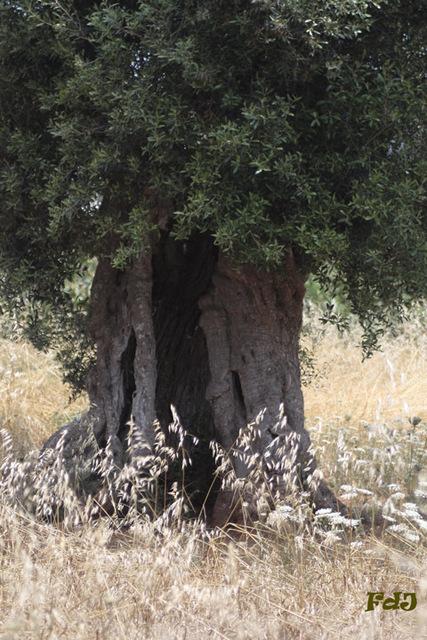 Rispetta gli alberi