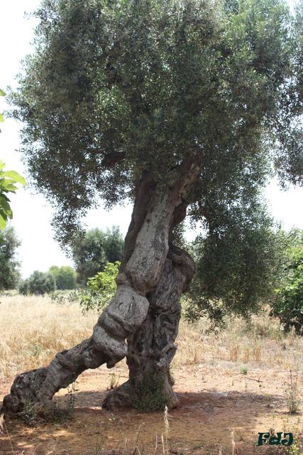 Rispetta gli alberi