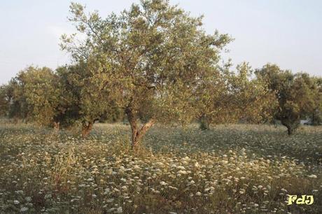 Rispetta gli alberi