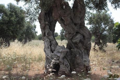 Rispetta gli alberi