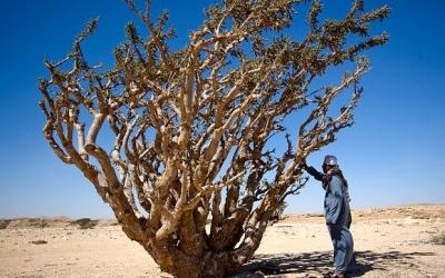 Incensi e fumigazioni in Marocco.