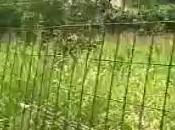 Aversa (CE) nuovo parcheggio Alfieri (08.06.11)