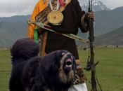 Antica razza sacra mastini tibetani do-khyi, prede business cinese. rinchiusi gabbie grandi come loro.