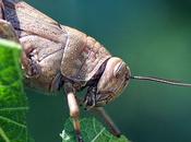 Buon appetito locusta appetit locust