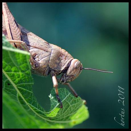 locusta che mangia