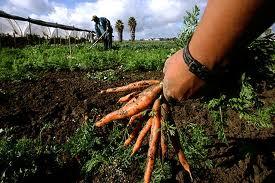 Agricoltura sociale: progetti europei .Maie