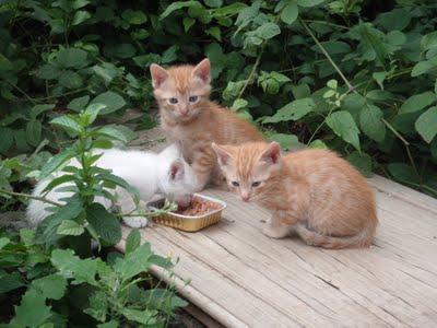 ecco il video dei gattini che cercano casa