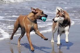 ﻿CHE COSA TI PASSA PER LA TESTA?????