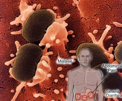 Escherichia Coli, arma biologica?