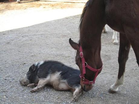 AIUTIAMO NORA E GLI AMICI DEL VECCHIO FAGGIO…