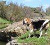 Giochi per cani beagle: quali sono i migliori? Giochi per cani beagle: quali sono i migliori?