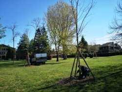 #Buccinasco : Qui si piantano centinaia di alberi #Buccinasco : Qui si piantano centinaia di alberi