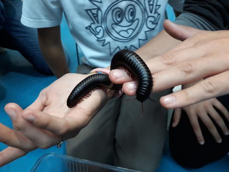 Sabato 13 e domenica 14 aprile ritorna Entomodena, la più grande mostra specializzata sugli invertebrati in Italia! Sabato 13 e domenica 14 aprile ritorna Entomodena, la più grande mostra specializzata sugli invertebrati in Italia!