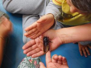 Sabato 13 e domenica 14 aprile ritorna Entomodena, la più grande mostra specializzata sugli invertebrati in Italia! Sabato 13 e domenica 14 aprile ritorna Entomodena, la più grande mostra specializzata sugli invertebrati in Italia!