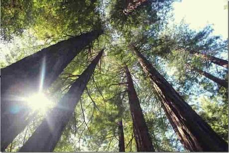 Risorse della natura Risorse della natura