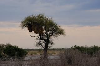 Namibia Namibia