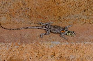 Namibia Namibia
