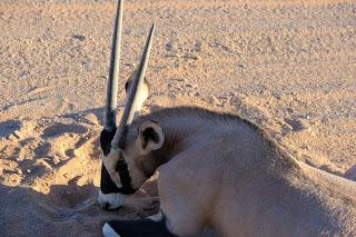 Namibia: da Doha a Windhoek Namibia: da Doha a Windhoek