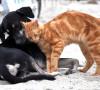 Amicizia cani e gatti: è possibile un amicizia? Amicizia cani e gatti