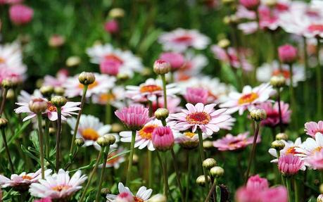 Cura e benessere del proprio giardino: cosa c’è dietro un giardino curato Cura e benessere del proprio giardino: cosa c’è dietro un giardino curato