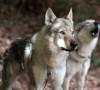 Cani lupo: quali razze sono più vicine ai progenitori Cani lupo