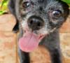 cane puntura ape: come comportarsi in questo caso? cane puntura ape