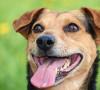 Cane agitato primavera: perchè il tuo cane diventa più nervoso? cane agitato primavera