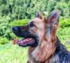 Cane allergia primavera:cosa bisogna sapere per affrontarla cane allergia primavera